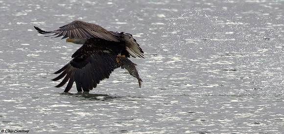 Bald Eagle Onondaga Lake