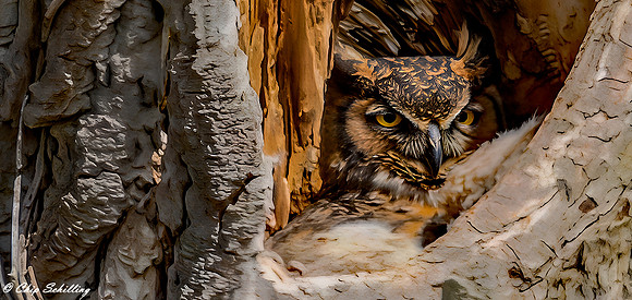 _05A7271-Horned-Owl-ZEN