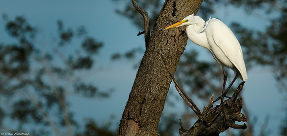 Montezuma White Egret