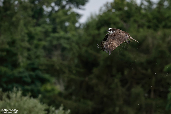 Seneca River Ospreys