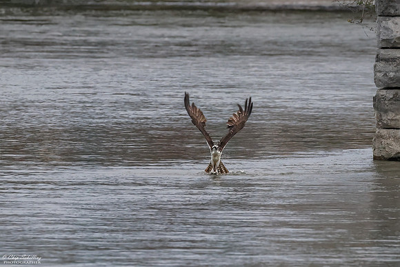 Seneca River Ospreys