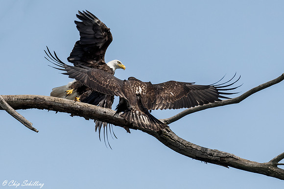 _05A4272-sm-Gg-Web