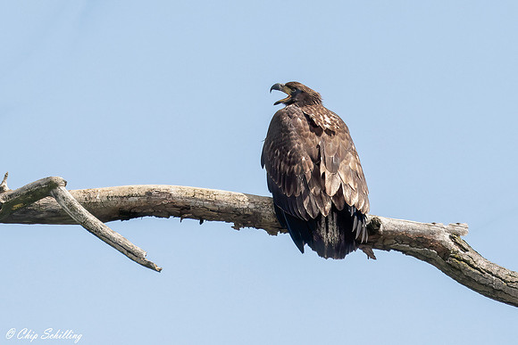 _05A4288-sm-Gg-Web
