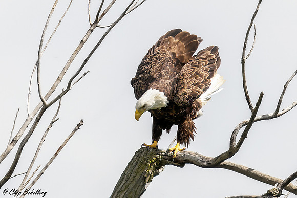 Bald Eagle Montezuma Wildlife Refuge
