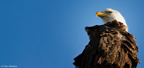 Bald Eagle Montezuma
