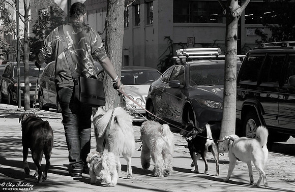 NYC-Walkin-Dogs-sm