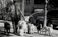 NYC-Walkin-Dogs