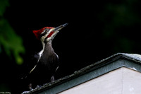 Female Pileated Woodpecker