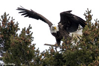 American Bald Eagle