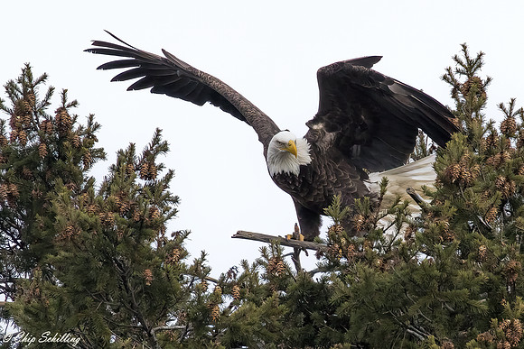 American Bald Eagle