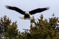 American Bald Eagle
