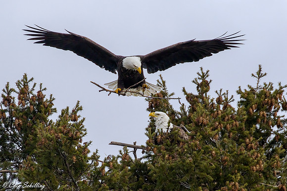American Bald Eagle