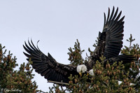 Bald Eagle Onondaga Lake Syracuse NY