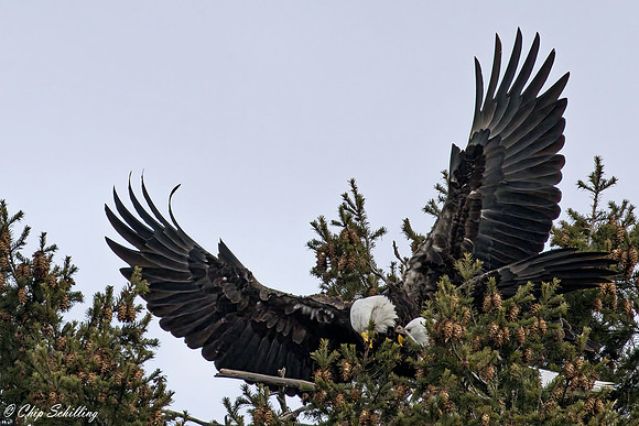 Bald Eagle Onondaga Lake Syracuse NY