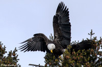Onondaga Lake American Bald Eagle