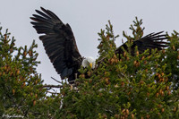 Onondaga Lake American Bald Eagle_05A6878-Gg Web- II