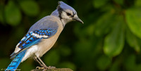 Resident Blue Jay