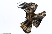 Juvenile Bald Eagle Onondaga Lake
