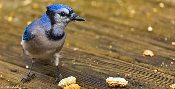 Resident Blue Jay