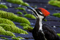 Female Pileated Woodpecker
