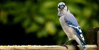 Resident Blue Jay