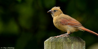 Female Cardinal