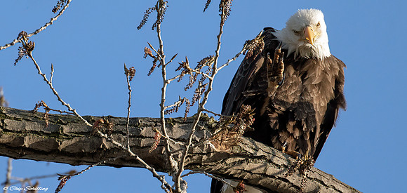 Bald Eagle Montezuma