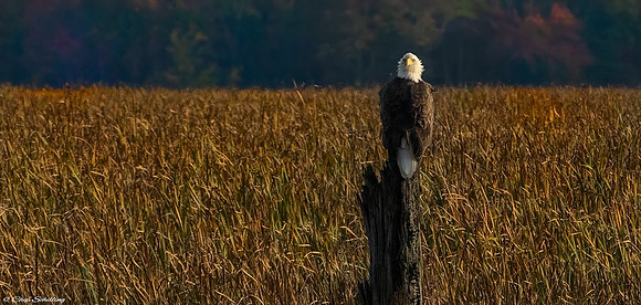 Montezuma Bald Eagle F9A5115