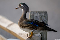 Female Wood Duck