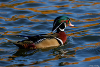 Male Wood Duck