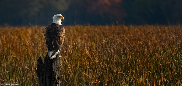 Montezuma Bald Eagle F9A5028