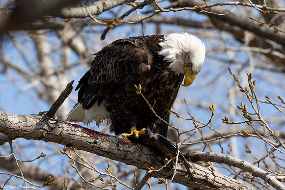 American Bald Eagle With Fish