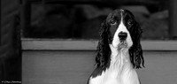 Lulu