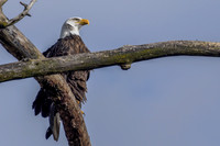 American Bald Eagle 05A6654-Gg Web