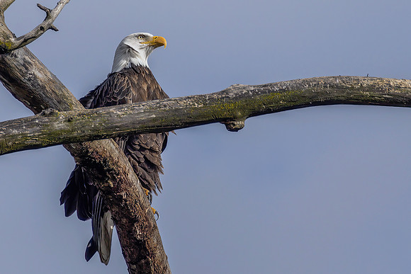 American Bald Eagle 05A6654-Gg Web