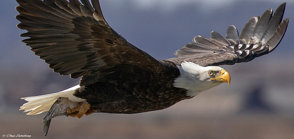 Bald Eagle Onondaga Lake
