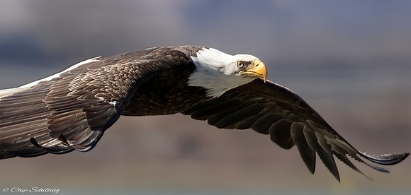 Bald Eagle Onondaga Lake