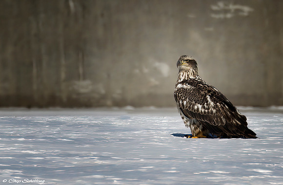 Juvenile Bald Eagle Onondaga Lake
