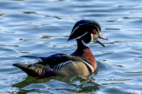 Male Wood Duck