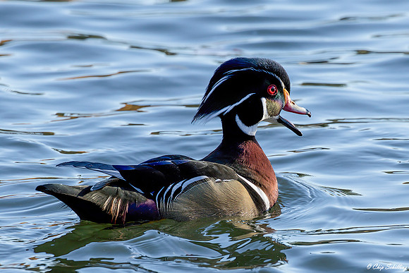 Male Wood Duck