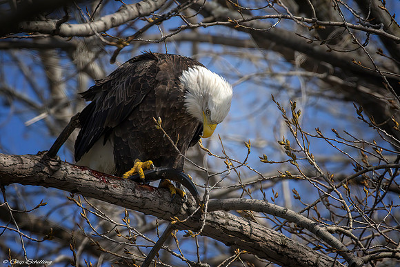 American Bald Eagle With Fish