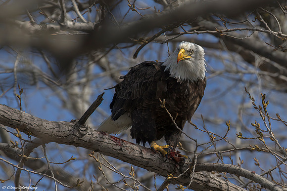 Bald Eagle Onondaga Lake