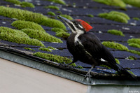 Male Pileated Woodpecker